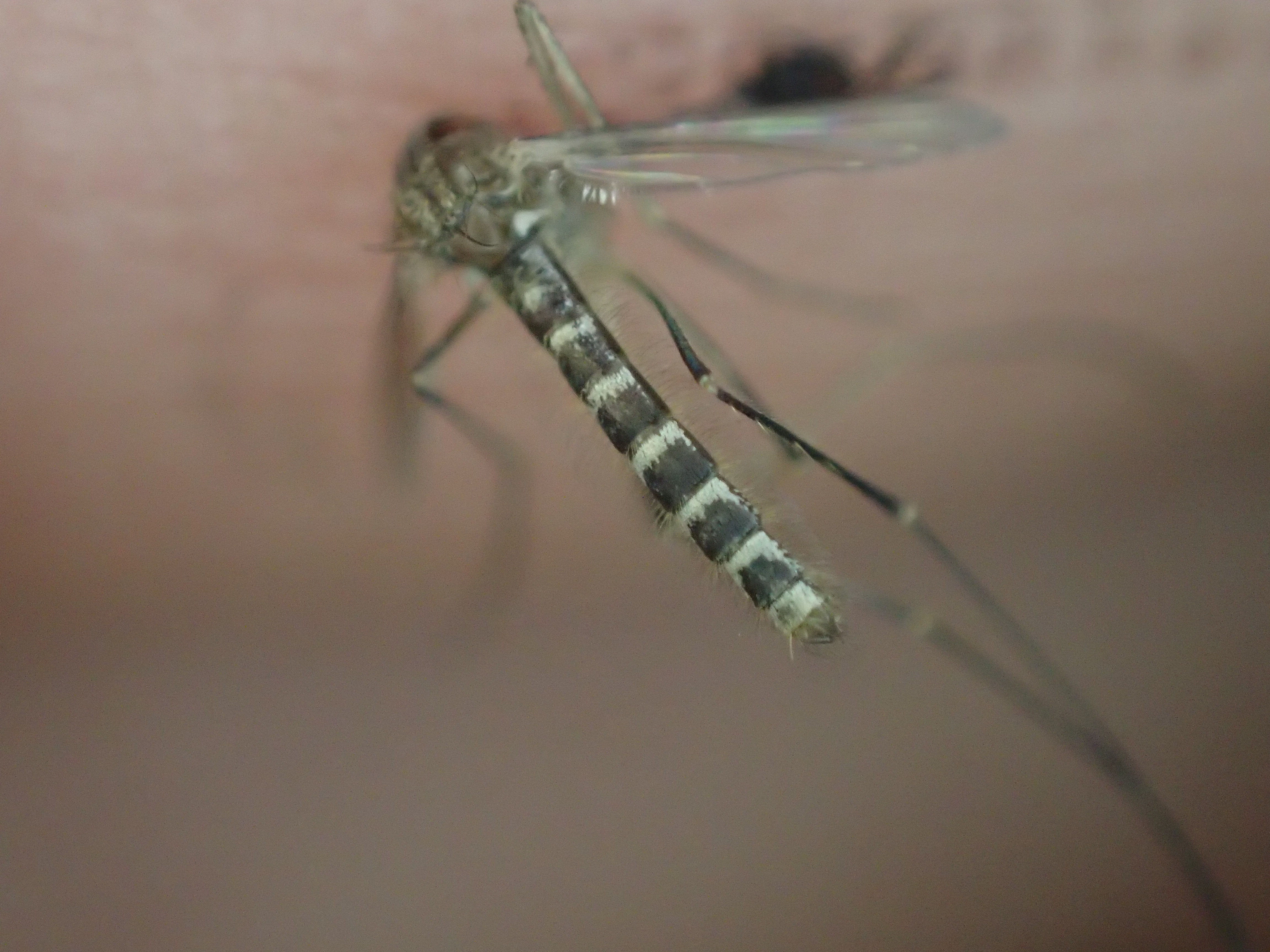 一発で仕留められた感染症を媒介する害虫の蚊