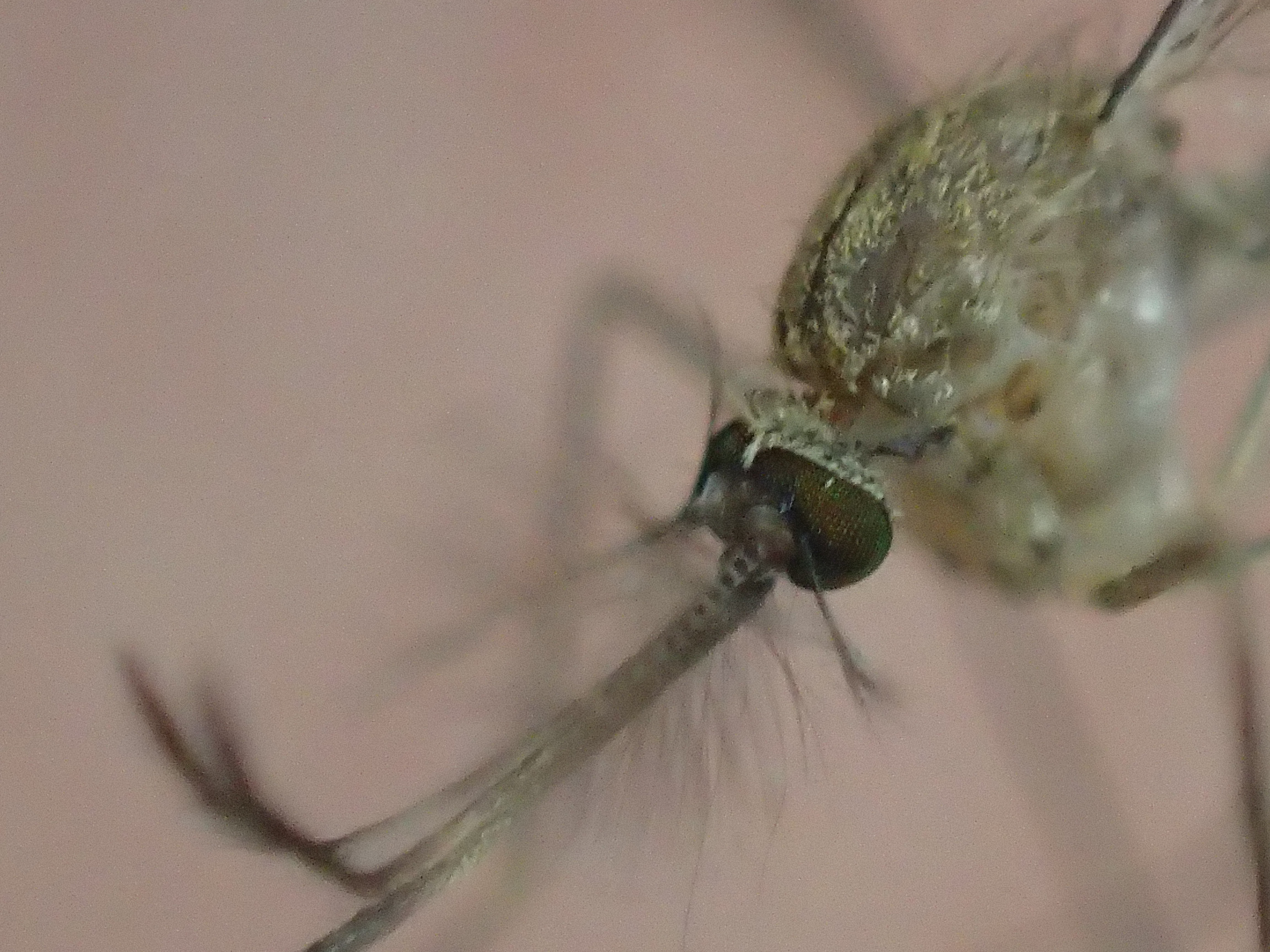 蚊の顔の表情を撮影したミクロな世界