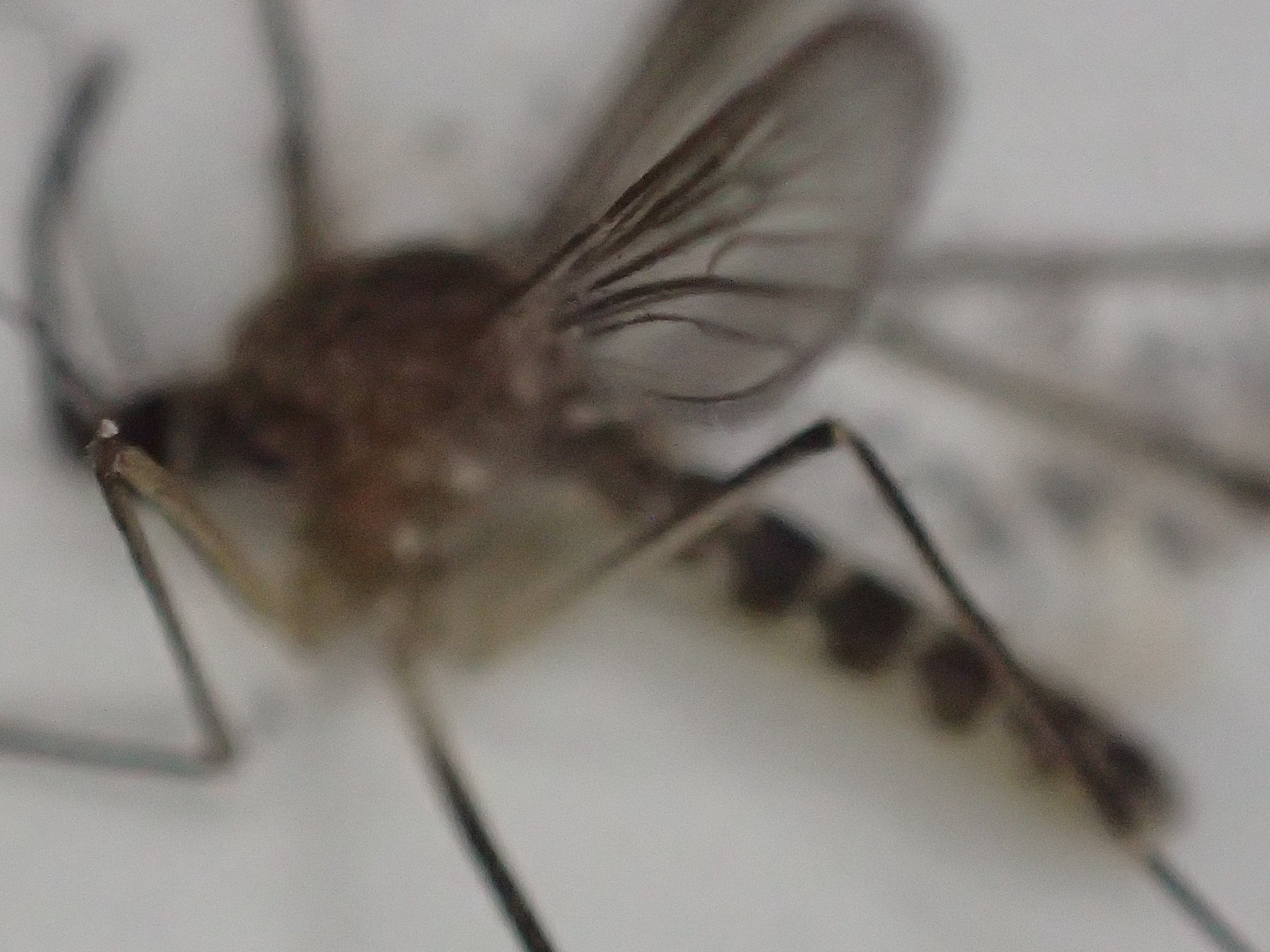 顕微鏡で見たぐらい拡大して撮影した蚊の写真