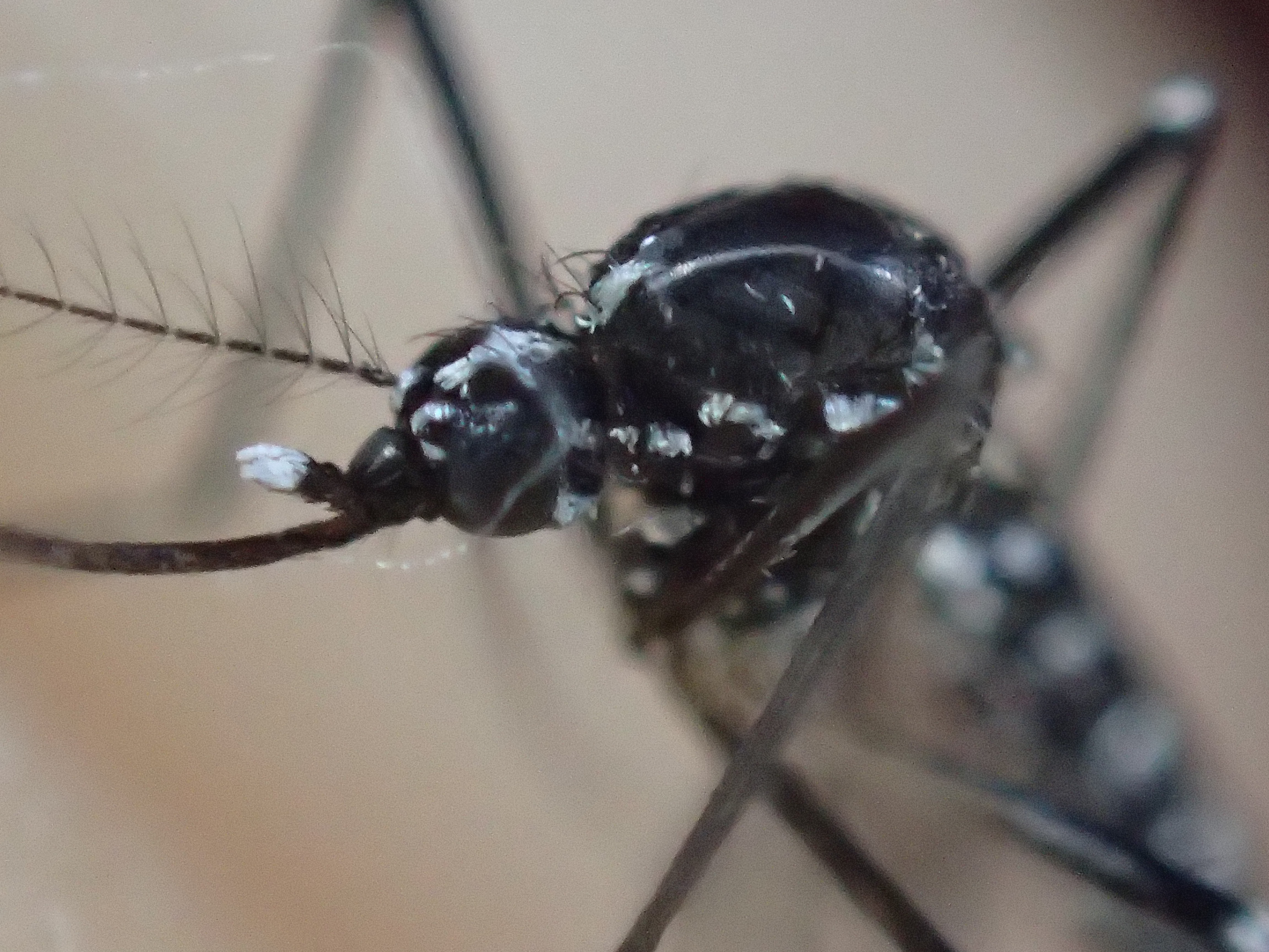 ウイルスを運ぶ害虫の蚊（カ）顕微鏡モードで撮影