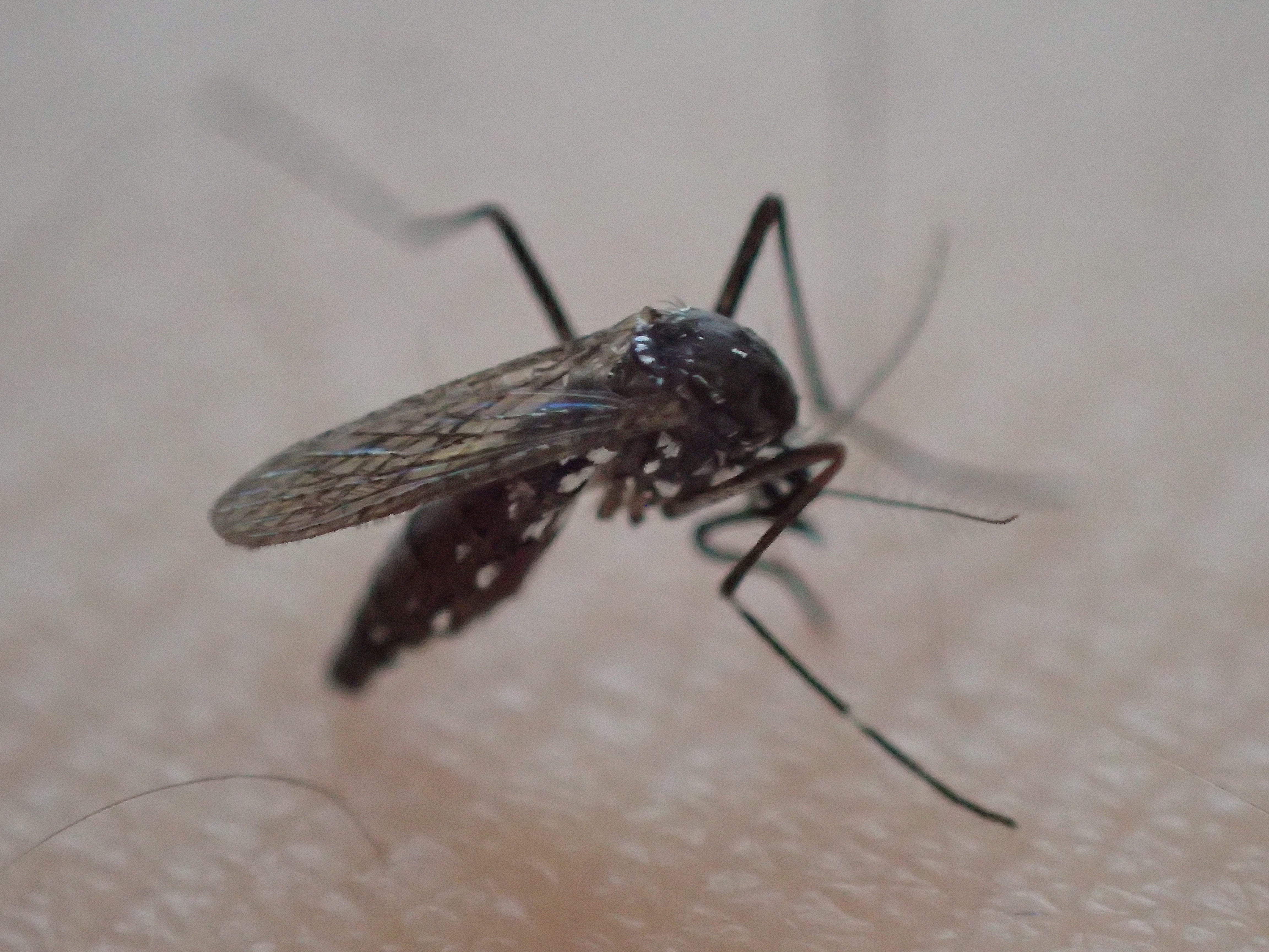 グラグラ安定しない態勢で必死に皮膚に喰らいついて血を吸う蚊