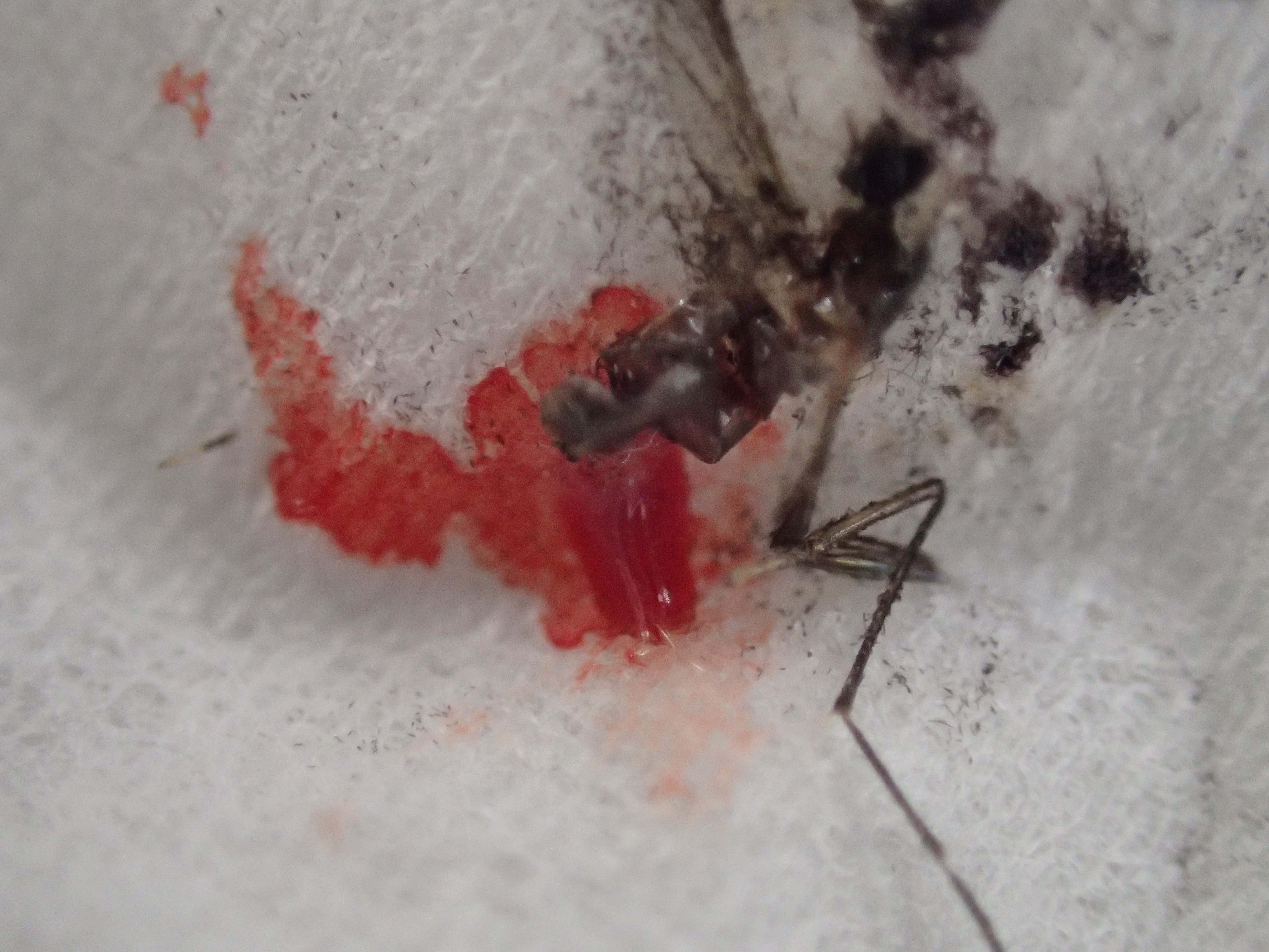 血を吸った蚊をティッシュペーパーで駆除して赤いシミが広がった様子