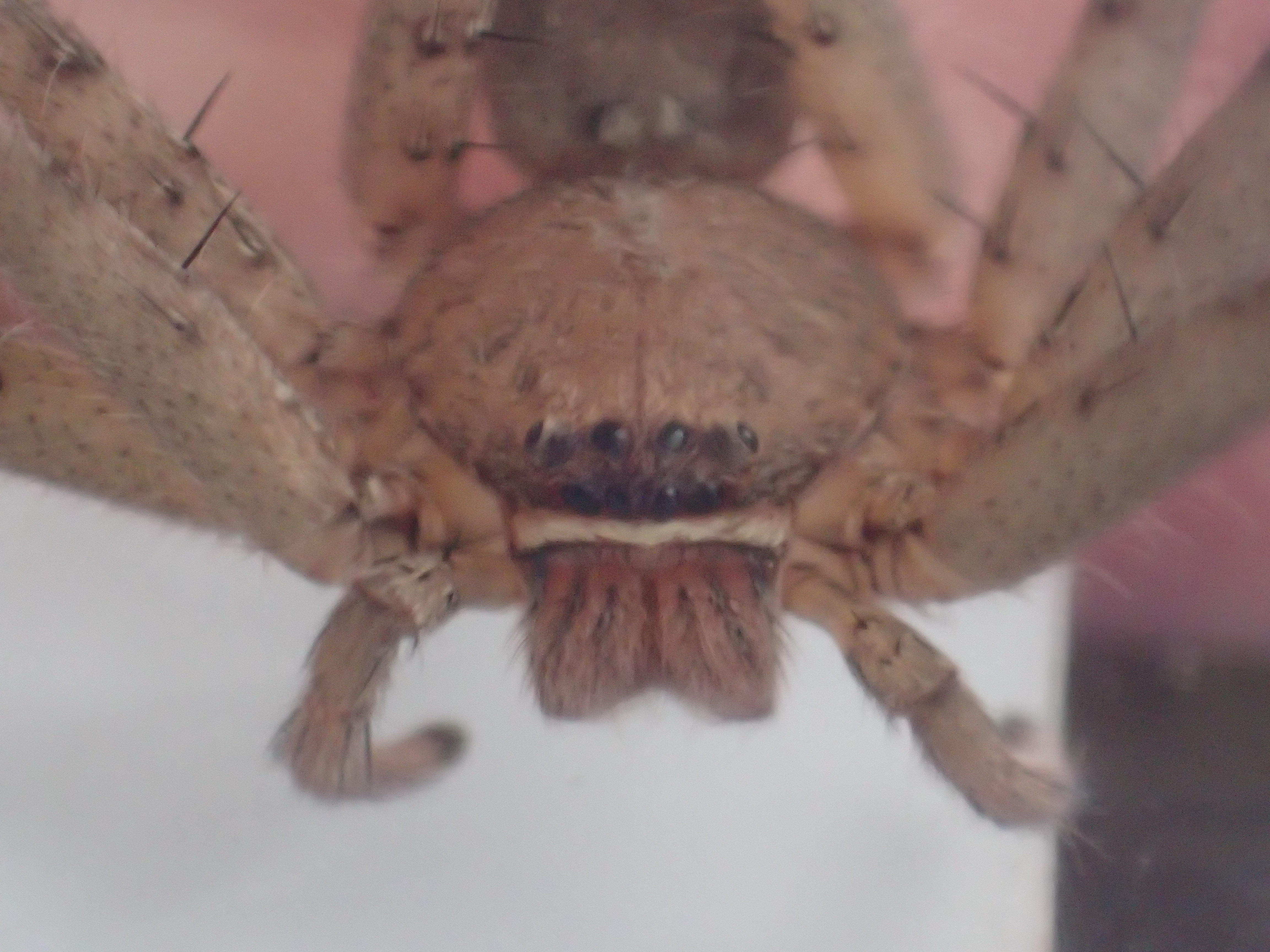 ゴキブリの天敵アシダカグモの目がギラリと光る？