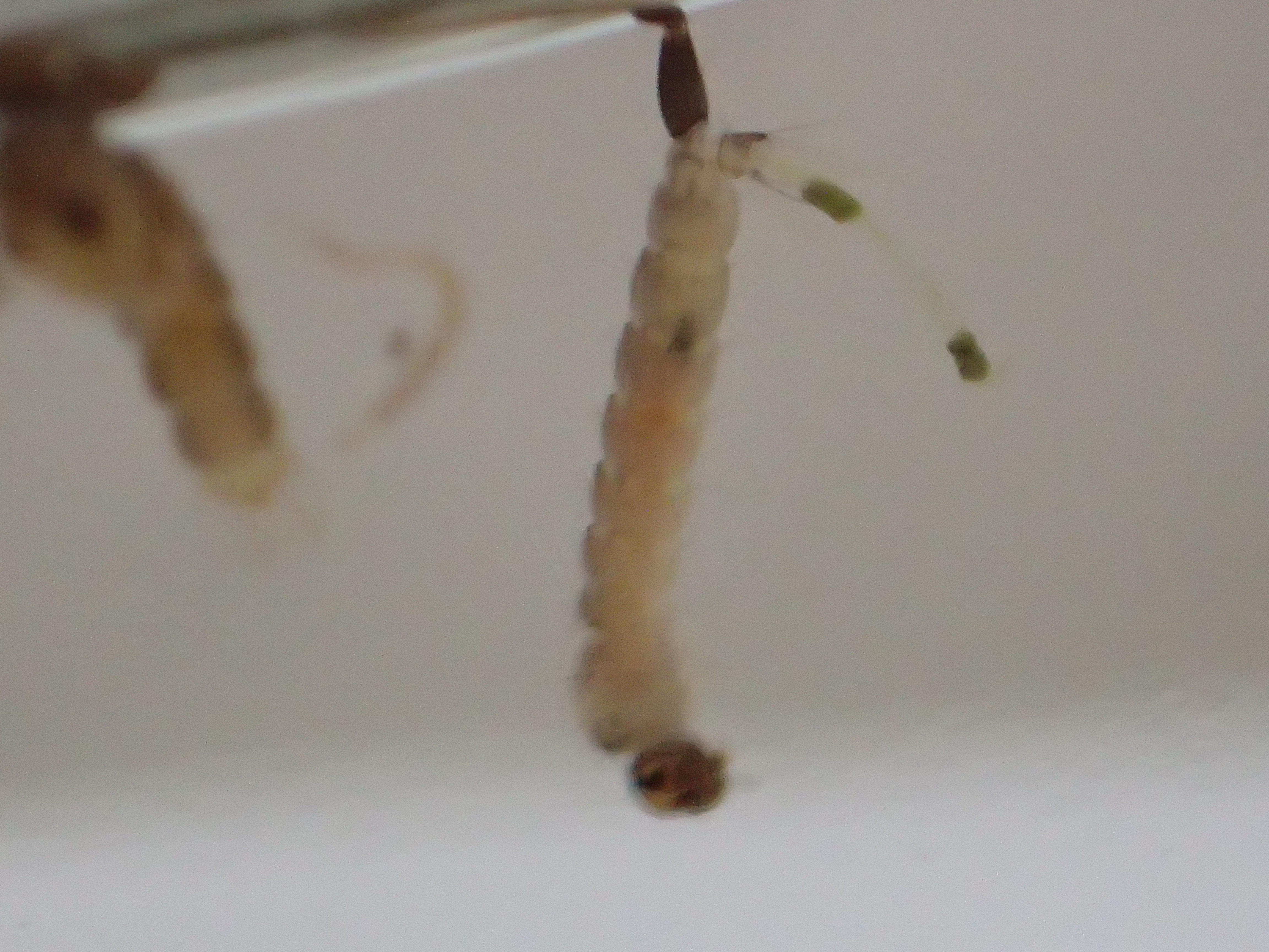 蚊の幼虫ボウフラが排泄（脱糞）してウンチ・糞をする決定的な瞬間を撮影！