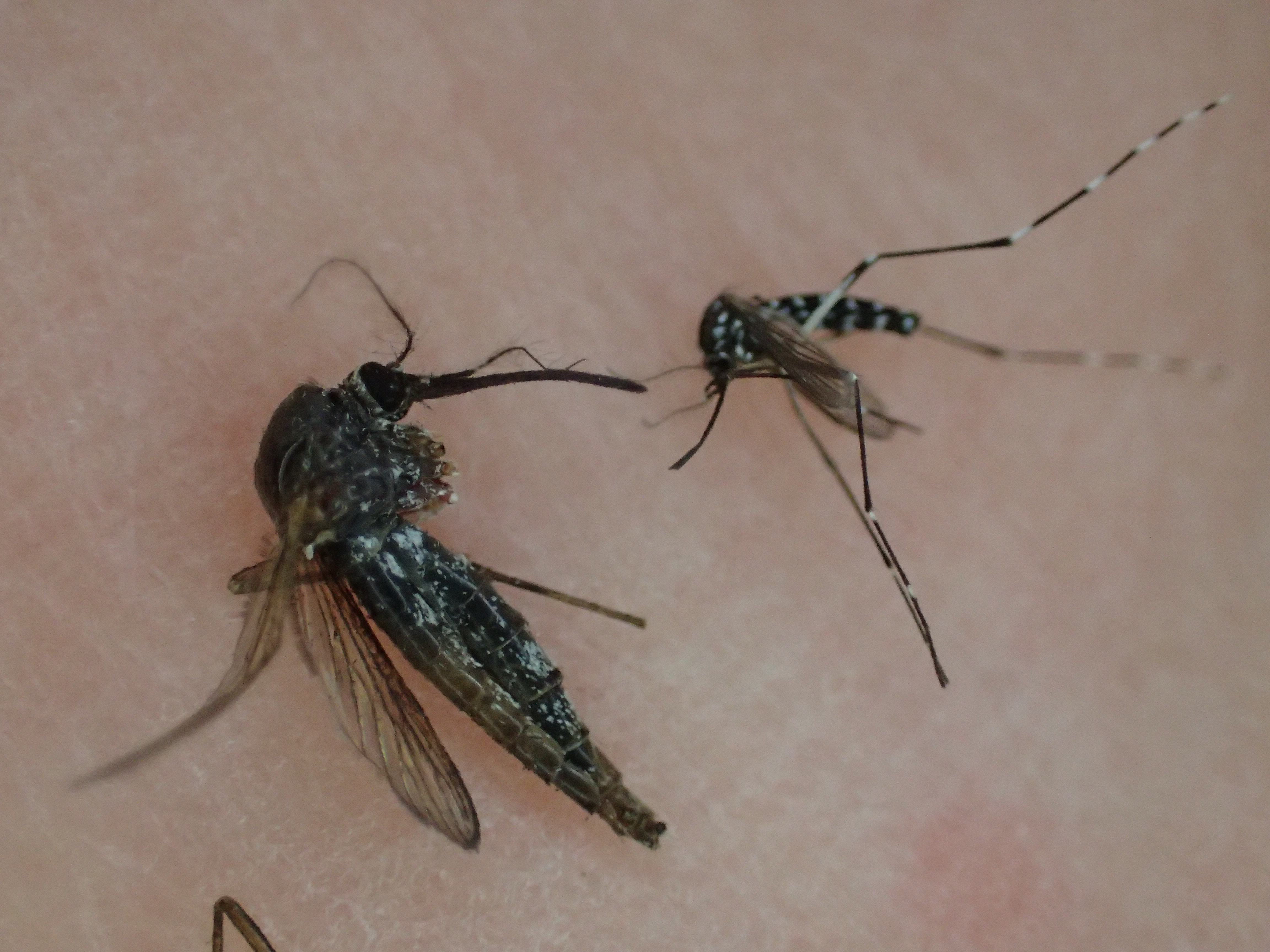 害虫トウゴウヤブカとヤブ蚊（ヒトスジシマカ）のサイズを比較してみた図