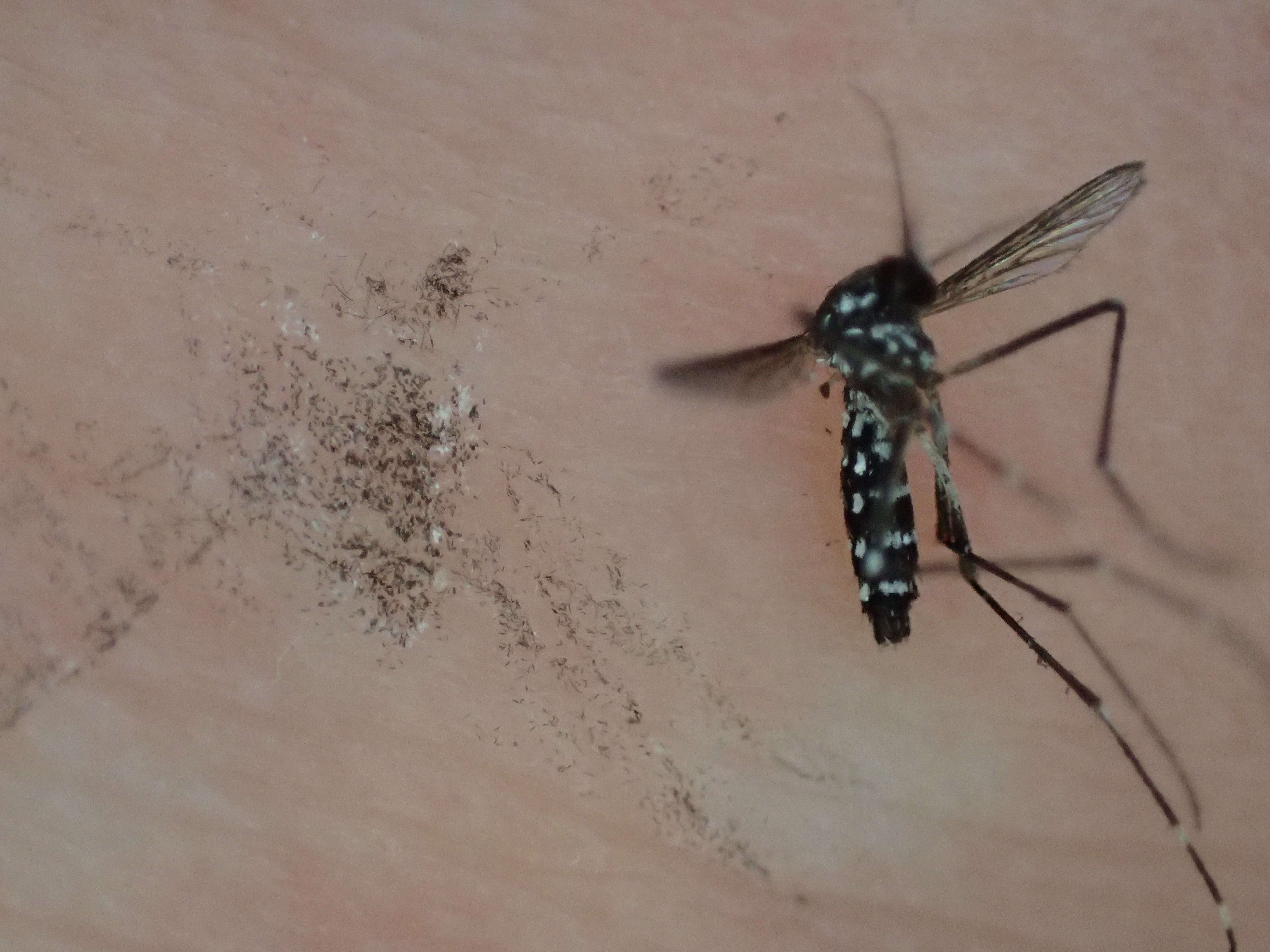 まるで蚊の吸血の怨念・未練が取り残さたかのような鱗粉が移った