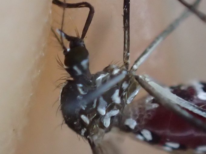 吸血用の針が折れ曲がったまま絶命したヒトスジシマカ（蚊）