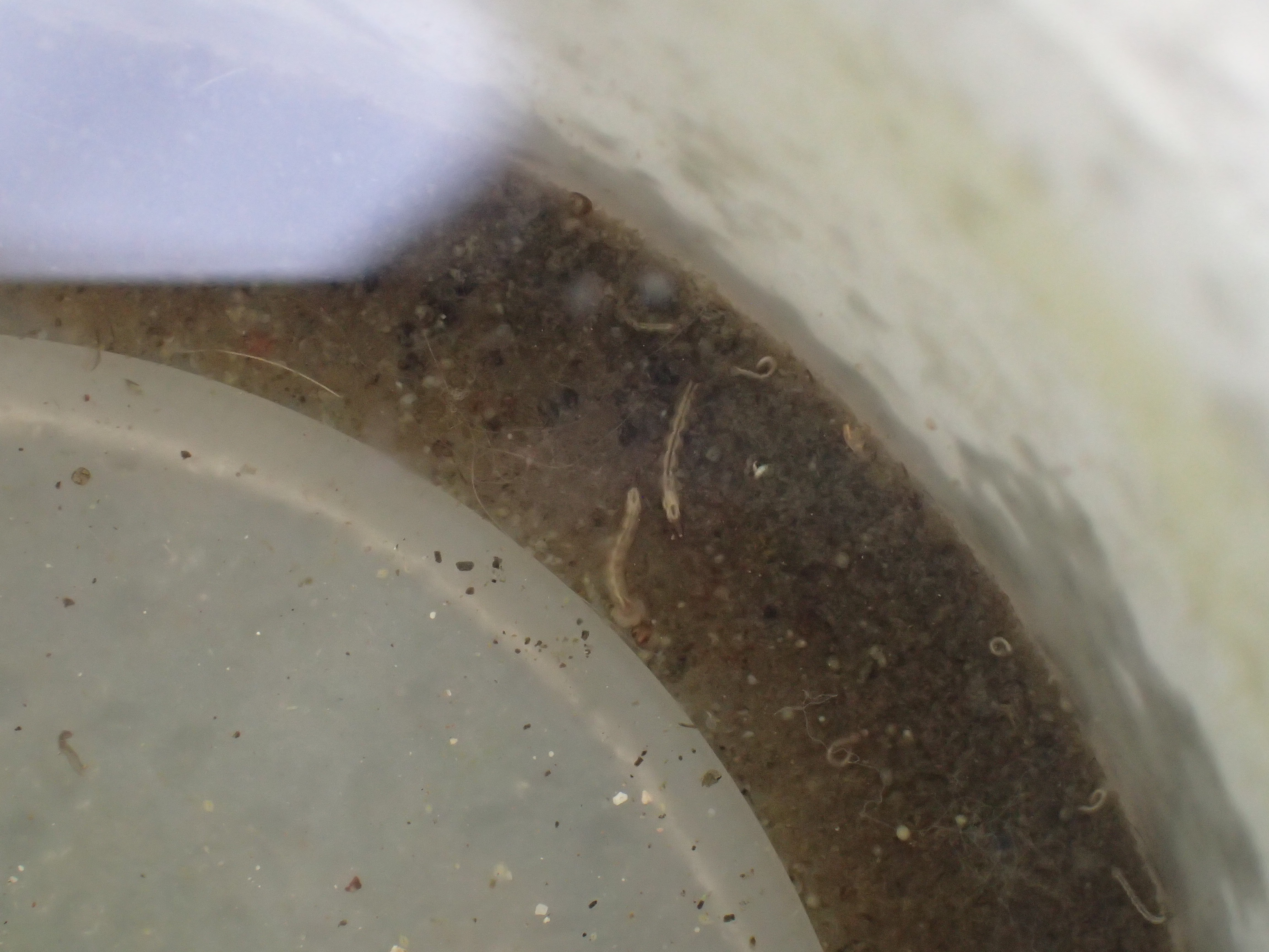 蚊とりん容器の底で泳ぐ害虫ボウフラの写真・画像