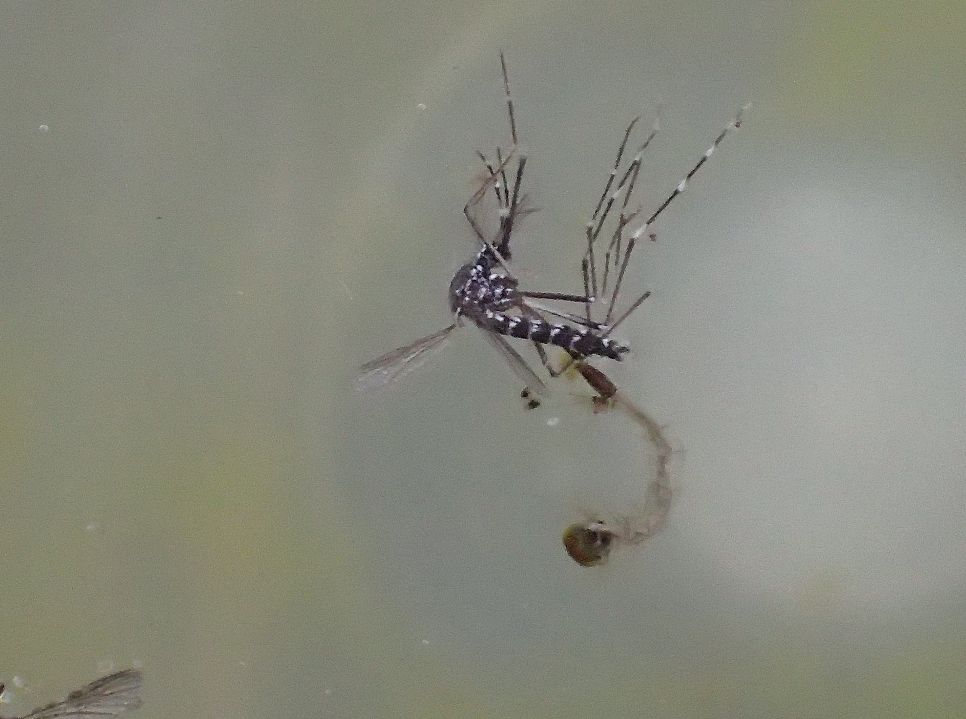 蚊とりんの中で羽化して成虫になったが外へ出られなかったヤブ蚊の死骸