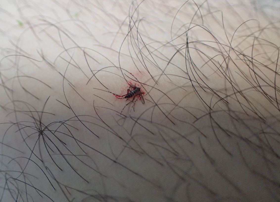 吸血虫のヤブ蚊を叩いて駆除した写真