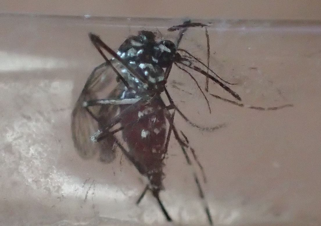 吸血中のヤブ蚊をセロハンテープで生け捕りに成功