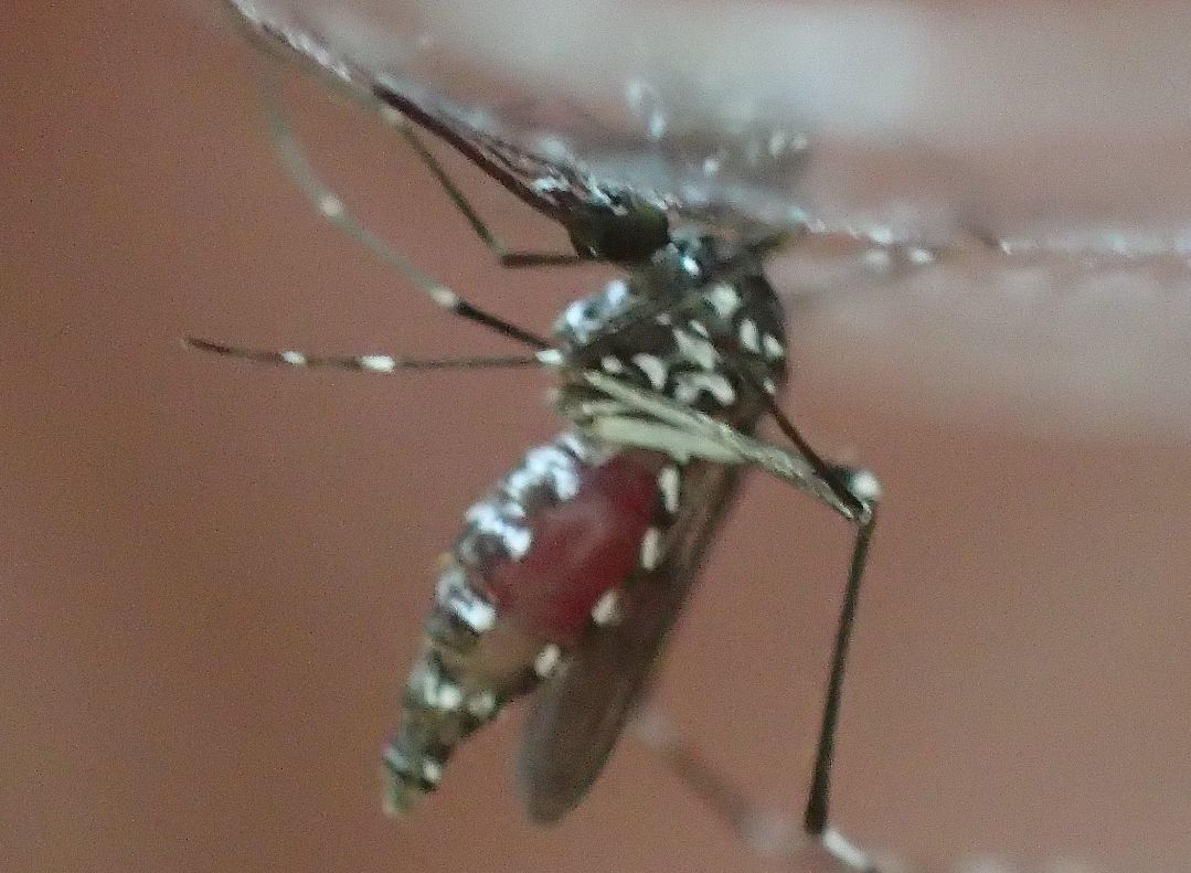 吸血中のヤブ蚊をセロハンテープで生け捕りに成功