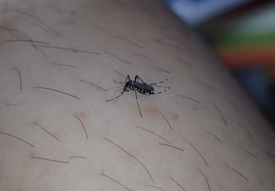 足から血を吸うヤブ蚊