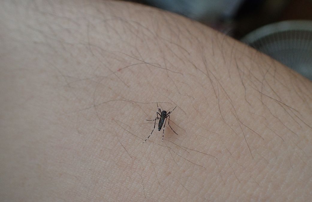 ヤブ蚊が腕から血を吸う様子