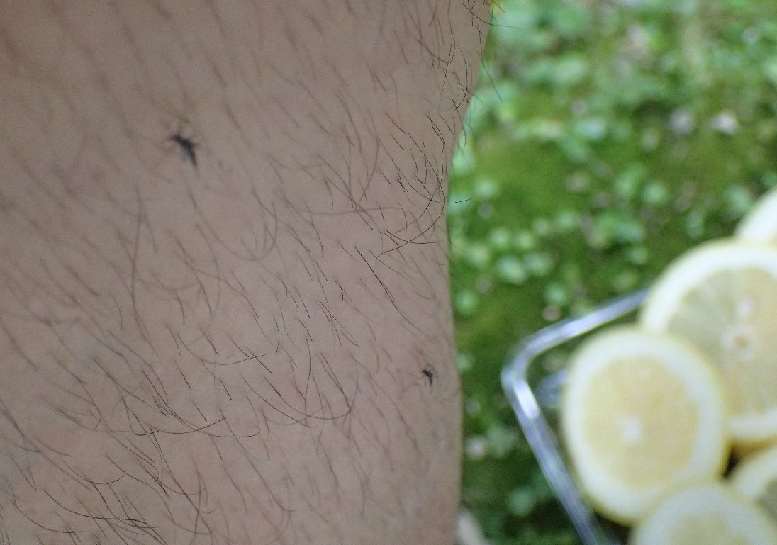 レモンを近くに置いても蚊は血を吸いに近付いてきた